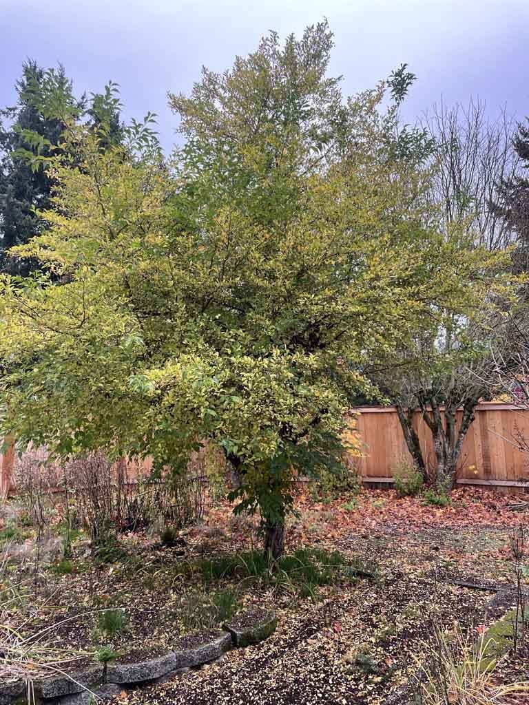 Tree and shrub planting in Snohomish County by Ivan's Landscape & Construction