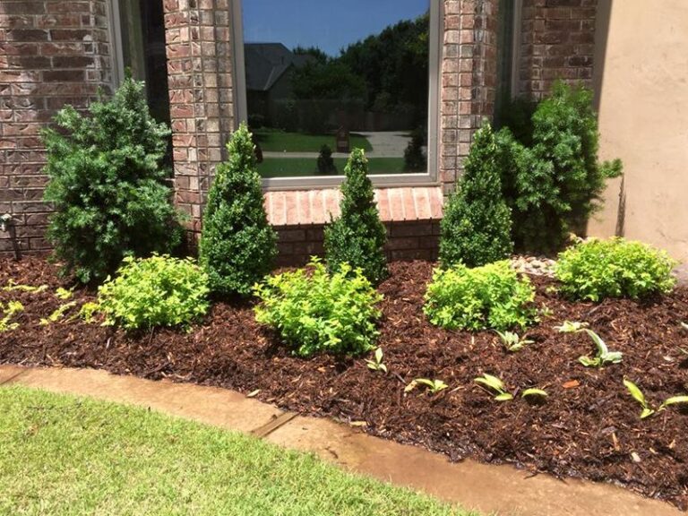 Front yard landscaping with shrubs and mulch